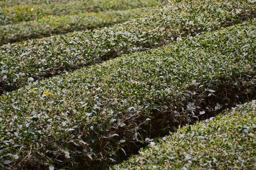 Hileras de arbustos de té en una ladera de Maokong