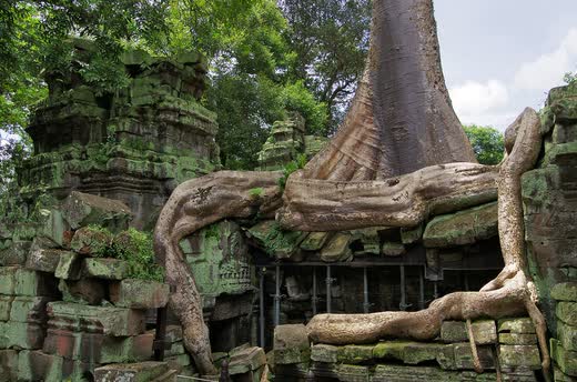 Raíces enormes de un árbol derramándose sobre los muros de Ta Prohm